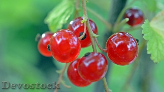 Devostock Currant Fruit Berries Red 0