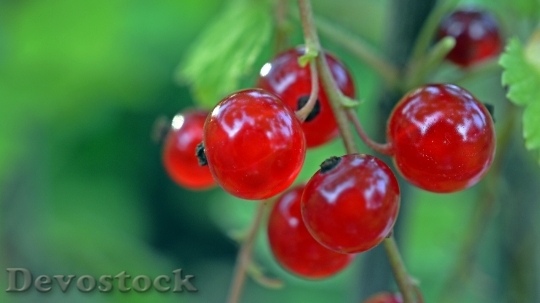 Devostock Currant Fruit Berries Red