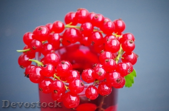 Devostock Currant Fruit Health Berry 1