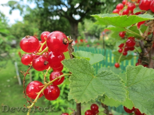 Devostock Currant Fruit Red Garden