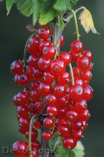 Devostock Currant Fruits Fruit Berries