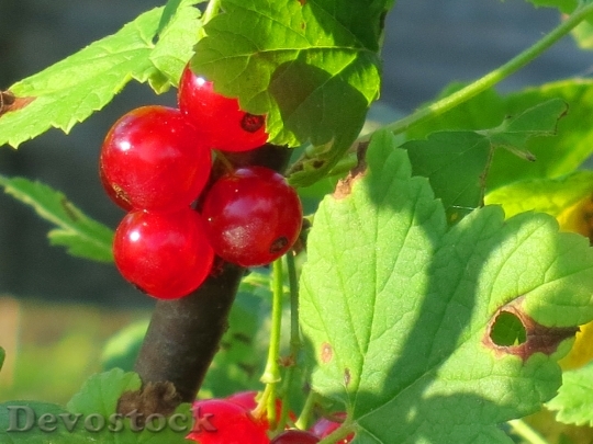Devostock Currant Red Berries Fruit