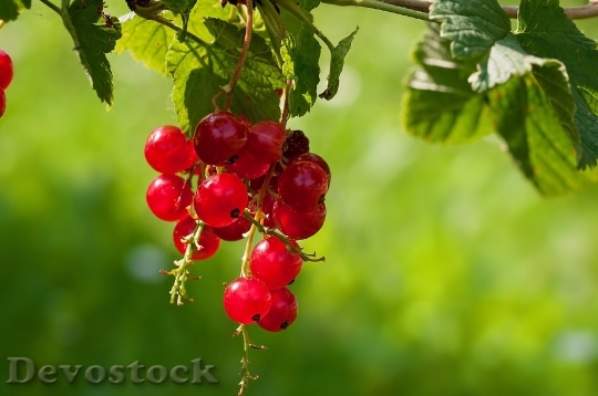 Devostock Currant Red Currant Fruit