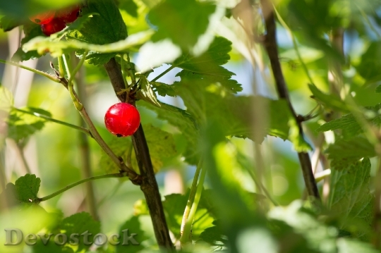 Devostock Currant Red Red Currant 0