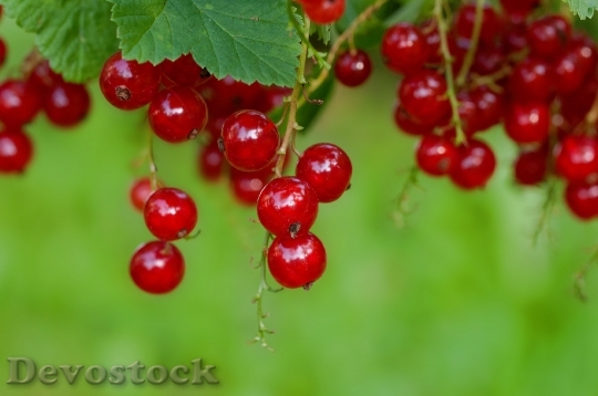 Devostock Currant Red Red Currant