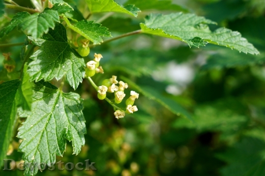 Devostock Currant Ribes Flower Marjaksi