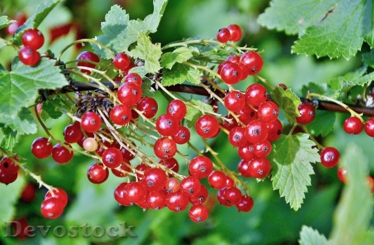 Devostock Currants Berries Fruit Red 1