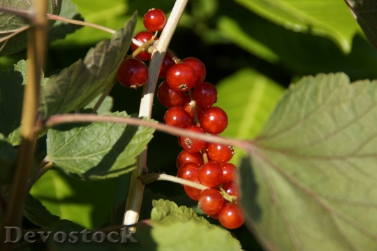 Devostock Currants Berries Red Panicle 1