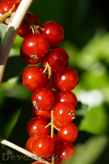 Devostock Currants Berries Red Panicle