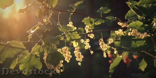 Devostock Currants Berries Summer Sun