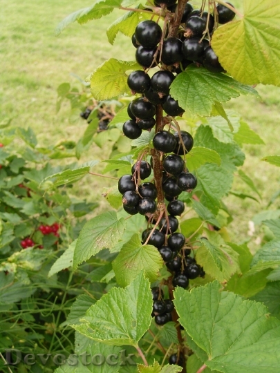 Devostock Currants Garden Fruit Berries