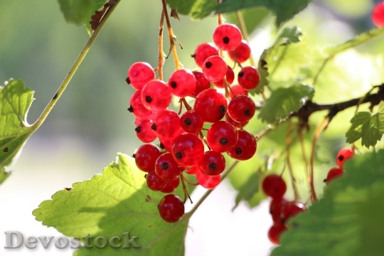 Devostock Currants Plant Fruit Red