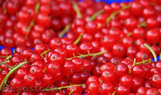 Devostock Currants Red Currants Fruit