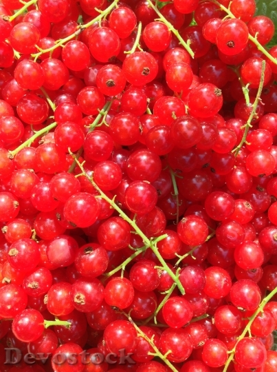 Devostock Currants Red Green Harvest