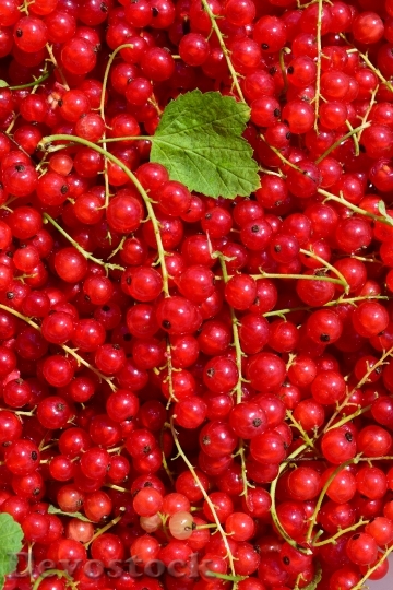 Devostock Currants Red Red Currant 1