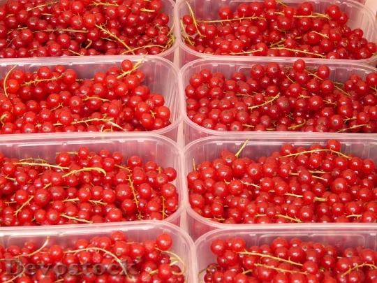 Devostock Currants Ribes Berries Red