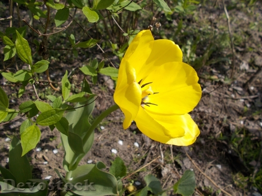 Devostock Dacha Flowers Yellow Tulip