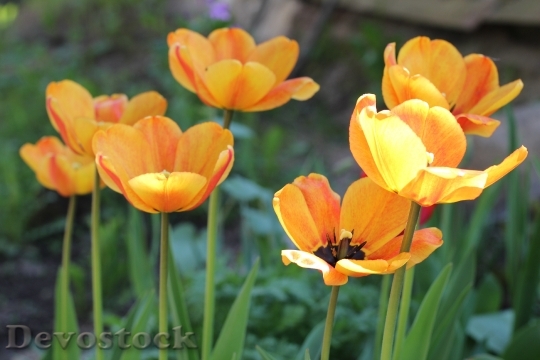 Devostock Dacha Tulips Yellow Orange