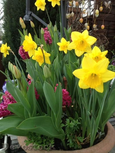 Devostock Daffodils Tulips Springtime Flowers