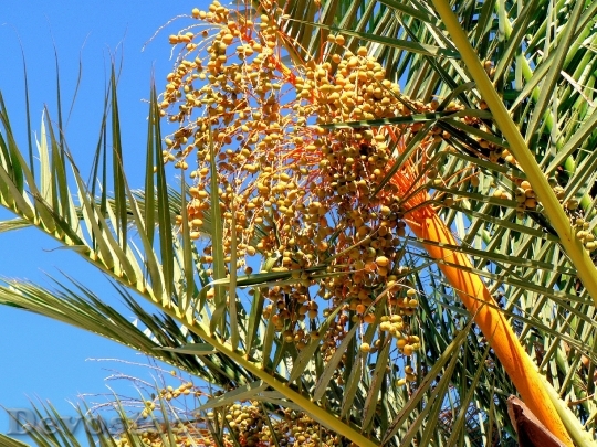 Devostock Date Palm Dates Fruit