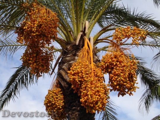 Devostock Date Palm Palm Dates 0