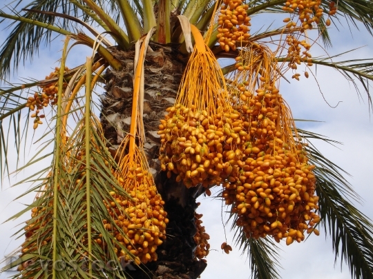 Devostock Date Palm Palm Dates 1