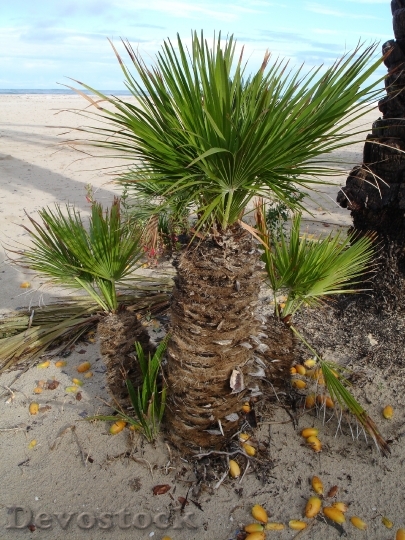 Devostock Date Palm Palm Dates 2