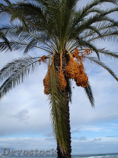 Devostock Date Palm Palm Dates 3