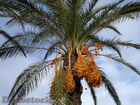 Devostock Date Palm Palm Dates 4