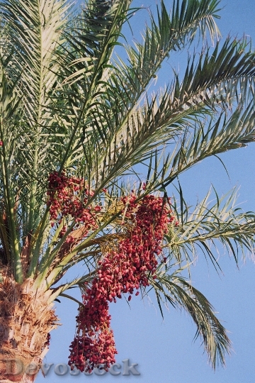 Devostock Date Palm Phoenix Palm