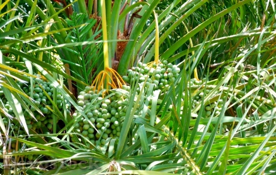 Devostock Date Palm Tree Green