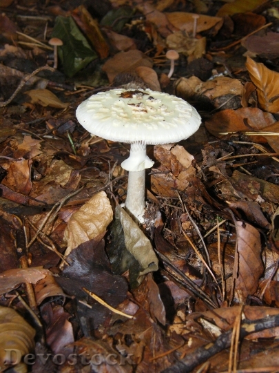 Devostock Death Head Mushrooms Forest