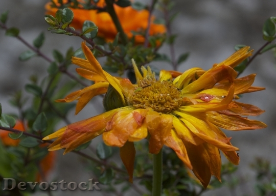 Devostock Decay Marigold Flower Green