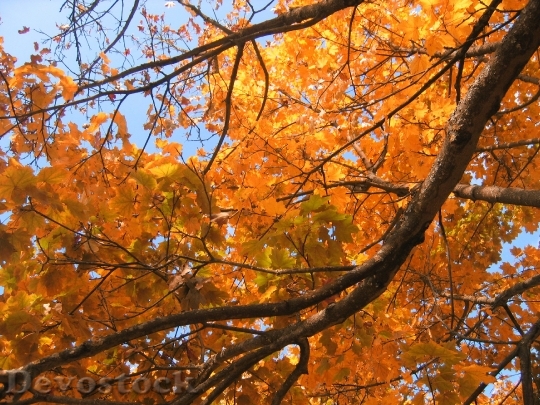Devostock Deciduous Tree Golden Autumn 0