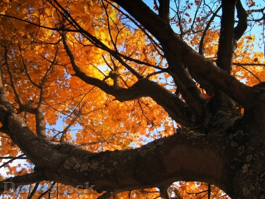 Devostock Deciduous Tree Golden Autumn 1