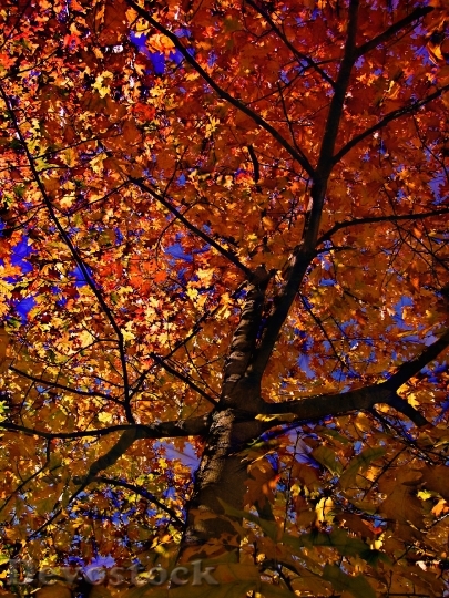 Devostock Deciduous Tree Golden Autumn