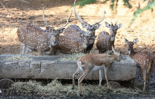 Devostock Deers Animal Wild Wildlife 0