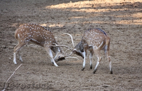 Devostock Deers Animal Wild Wildlife 1