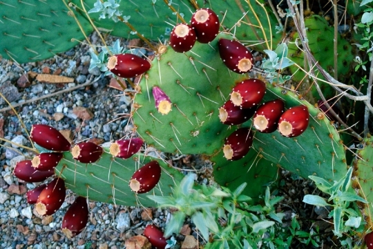 Devostock Desert Tucson Cactus Fruit