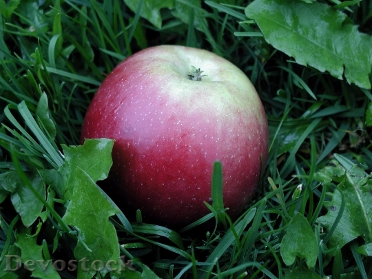 Devostock Detail Apple In Grass