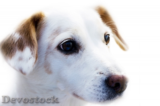 Devostock Dog Animal Friend Loyalty 3