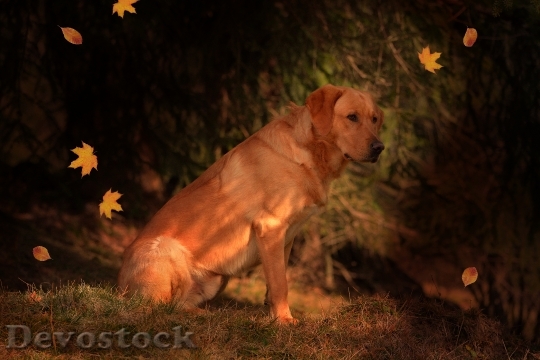 Devostock Dog Labrador Pet Animal
