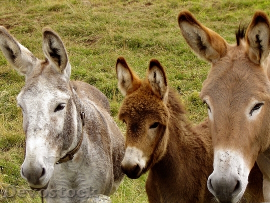 Devostock Donkeys Animals Family 218069