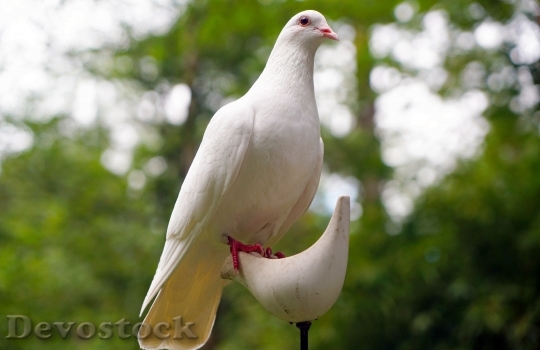 Devostock Dove Bird Nature Peace 0