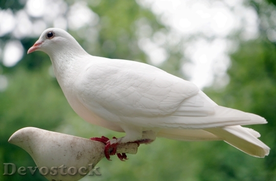 Devostock Dove Bird Nature Peace