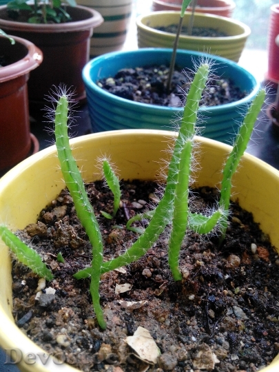 Devostock Dragon Fruit Cactus Growing