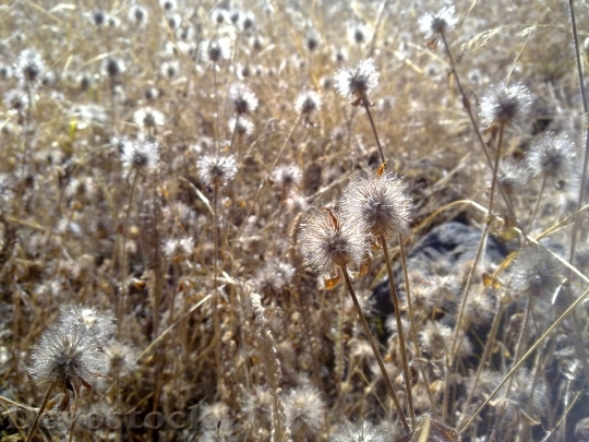 Devostock Dry Grass Weeds Field
