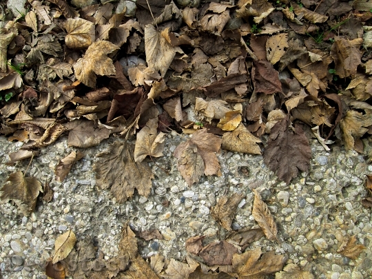 Devostock Dry Leaves Autumn Fall 0