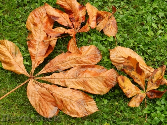 Devostock Dry Leaves Autumn Fall