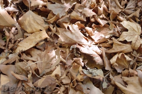 Devostock Dry Leaves Background Fall
